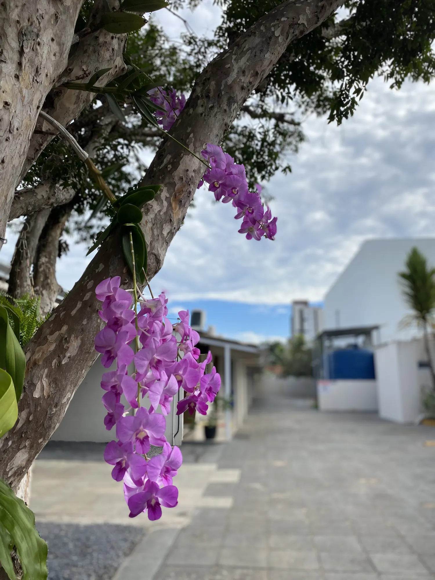 Orquídeas no pátio interno
